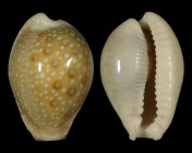 Erosaria marginalis melocellata