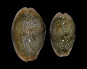 Erosaria erosa erosa