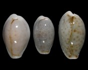 Erosaria boivinii boivinii