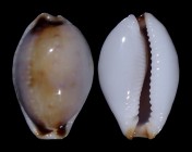 Naria gangranosa reentsii
