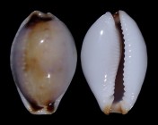 Naria gangranosa reentsii