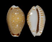 Erosaria labrolineata 