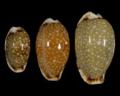 Erosaria labrolineata