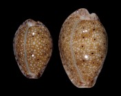 Naria ocellata 