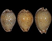 Naria lamarckii 
