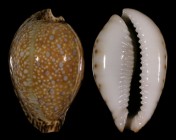 Erosaria lamarckii lamarckii