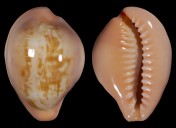 Zonaria angelicae f. petiformis