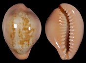 Zonaria angelicae f. petiformis