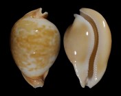 Umbilia armeniaca armeniaca