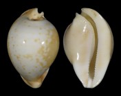 Umbilia armeniaca armeniaca