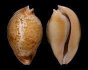 Umbilia armeniaca 