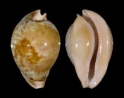 Umbilia armeniaca 