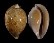Umbilia armeniaca