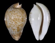 Umbilia hesitata 