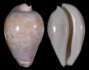 Umbilia hesitata f. beddomei
