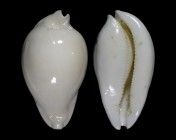 Umbilia hesitata f. howelli