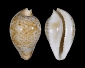 Umbilia hesitata f. beddomei