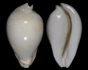 Umbilia hesitata hesitata