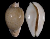 Umbilia hesitata hesitata