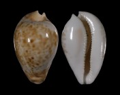 Umbilia hesitata f. beddomei