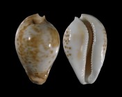Umbilia hesitata f. beddomei