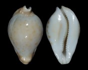 Umbilia capricornica capricornica