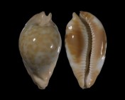 Umbilia capricornica