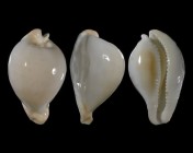 Umbilia capricornica