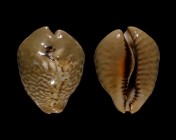 Muracypraea mus donmoorei