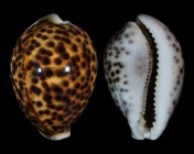 Cypraea tigris tigris