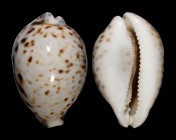 Cypraea tigris tigris