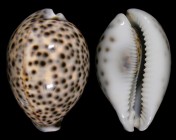 Cypraea tigris