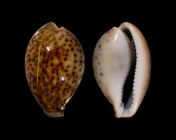 Cypraea pantherina 