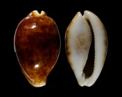 Cypraea pantherina 