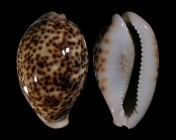 Cypraea pantherina 