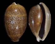 Macrocypraea cervus cervus