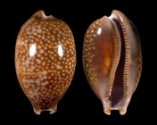 Macrocypraea cervus cervus