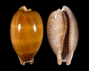 Macrocypraea cervus cervus