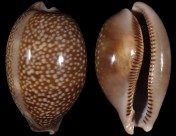 Macrocypraea cervus cervus