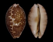 Leporicypraea mappa mappa