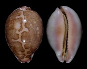 Leporicypraea mappa mappa