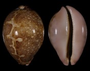 Leporicypraea mappa mappa