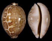 Leporicypraea mappa mappa