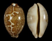 Leporicypraea mappa mappa