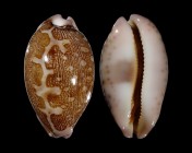 Leporicypraea mappa viridis f. guamensis