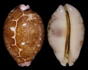 Leporicypraea mappa viridis f. eluceta