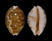 Leporicypraea mappa viridis f. eluceta