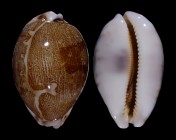 Leporicypraea mappa viridis f. eluceta