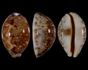 Leporicypraea mappa admirabilis