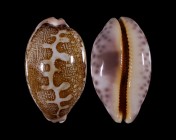 Leporicypraea mappa rosea